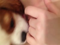 Cute dog licks his owners shaven pussy